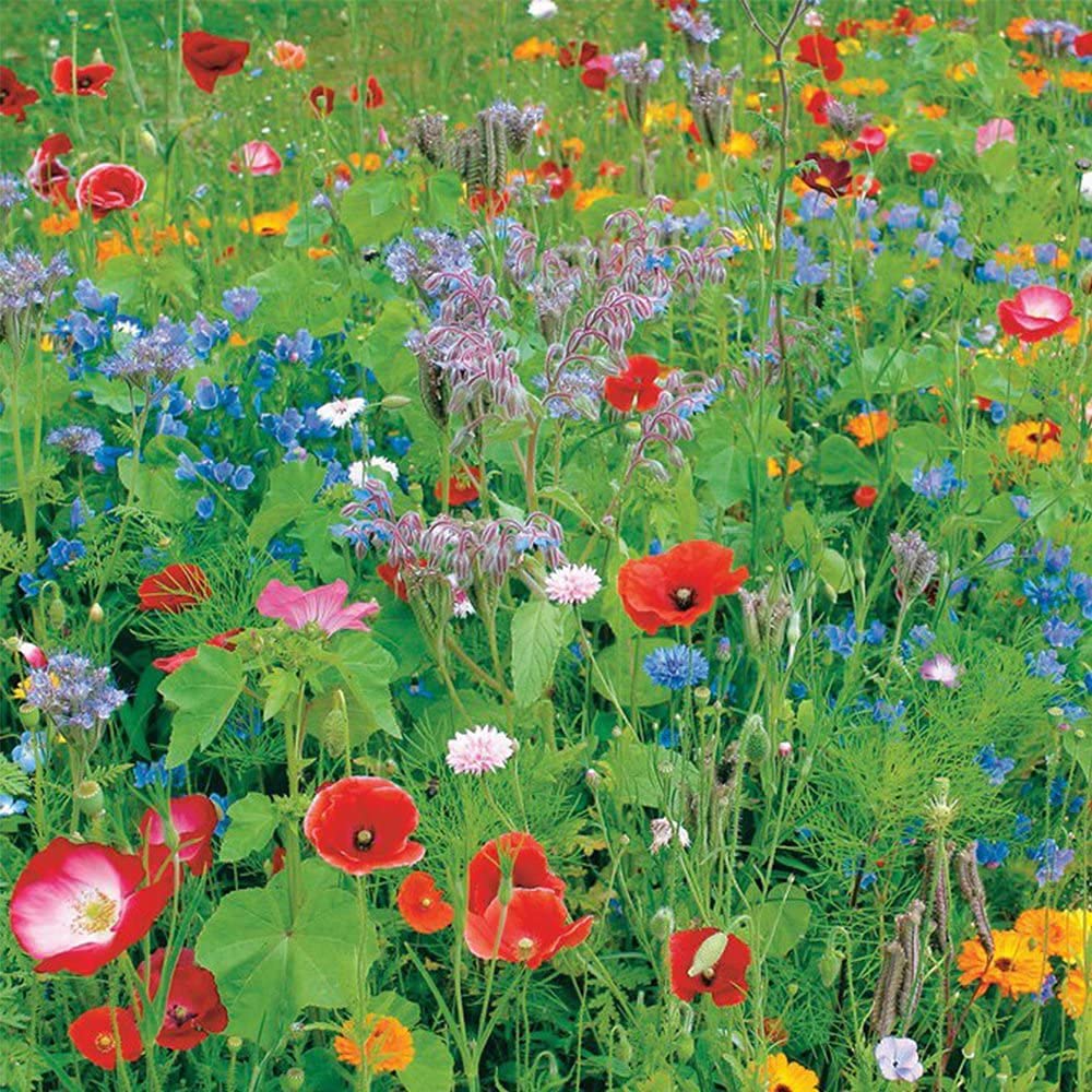 Wild Flower/Wildflower Seeds - Bee & Butterfly Mix - Beautiful Wild Flower Display (100g)