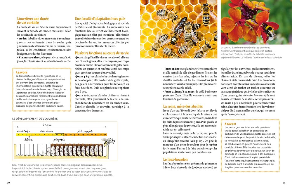 Installer un premier rucher - Pratiquer une apiculture respectueuse du bien-être des abeilles avec l