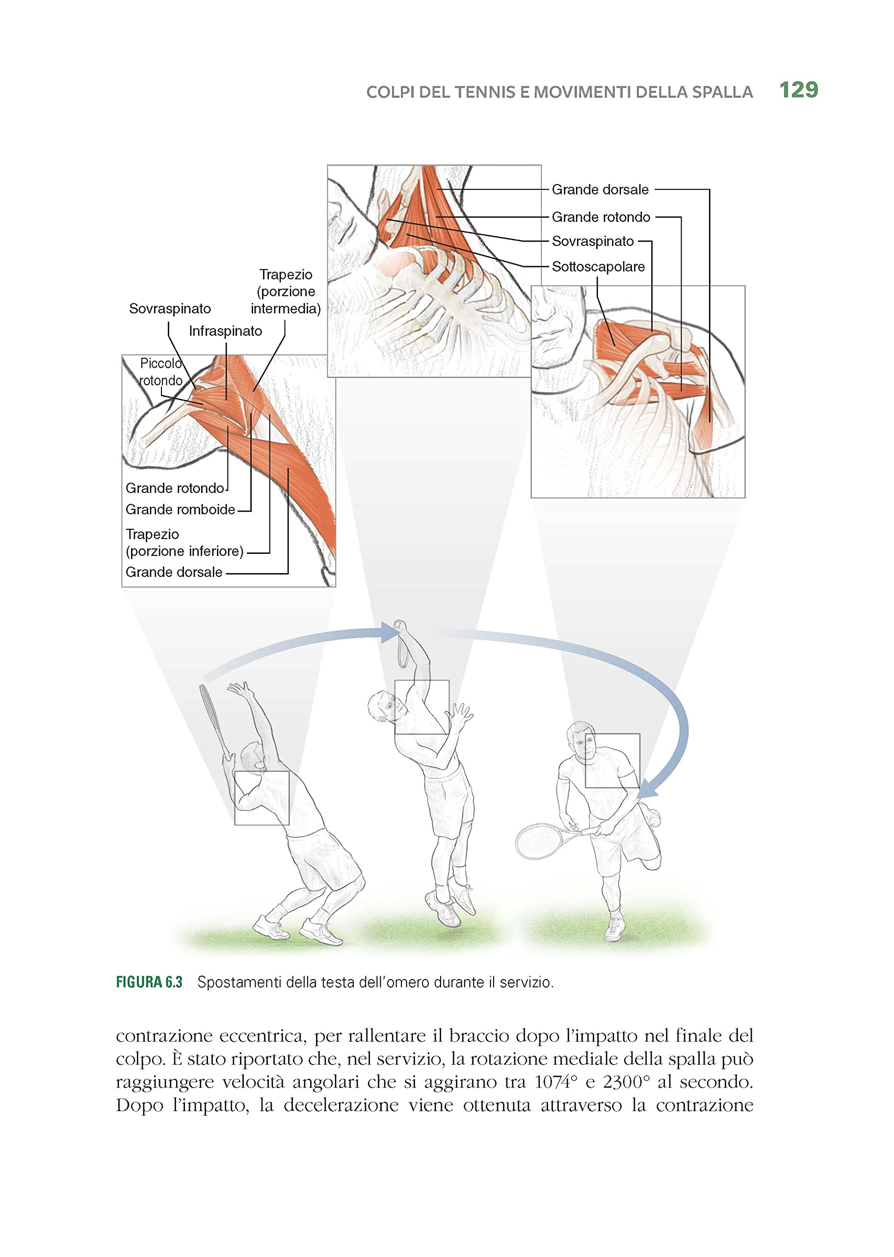 Tennis e anatomia umana. Manuale illustrato per migliorare forza, velocità, potenza e movimento nel tennis