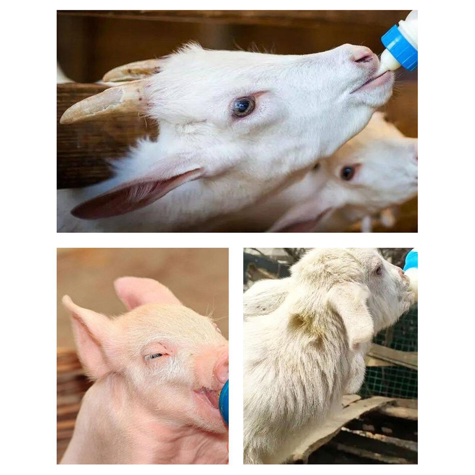Biberon per agnelli Biberon per Allattamento per agnelli Forniture per l'alimentazione di per Cuccioli di Maialino con 20 tettarelle Ricambio