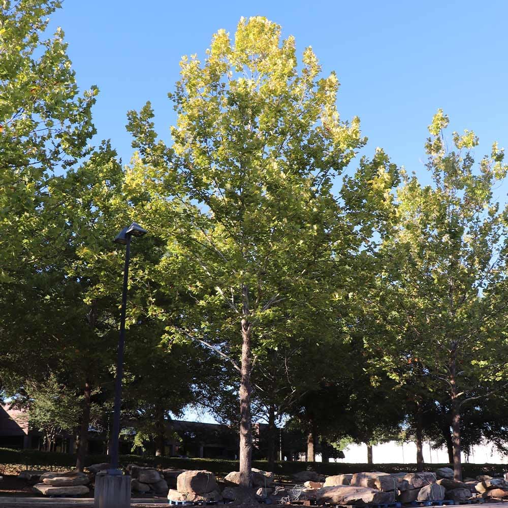 Brighter Blooms - American Sycamore Tree, 5-6 ft. - No Shipping to AK, AZ, HI, OR