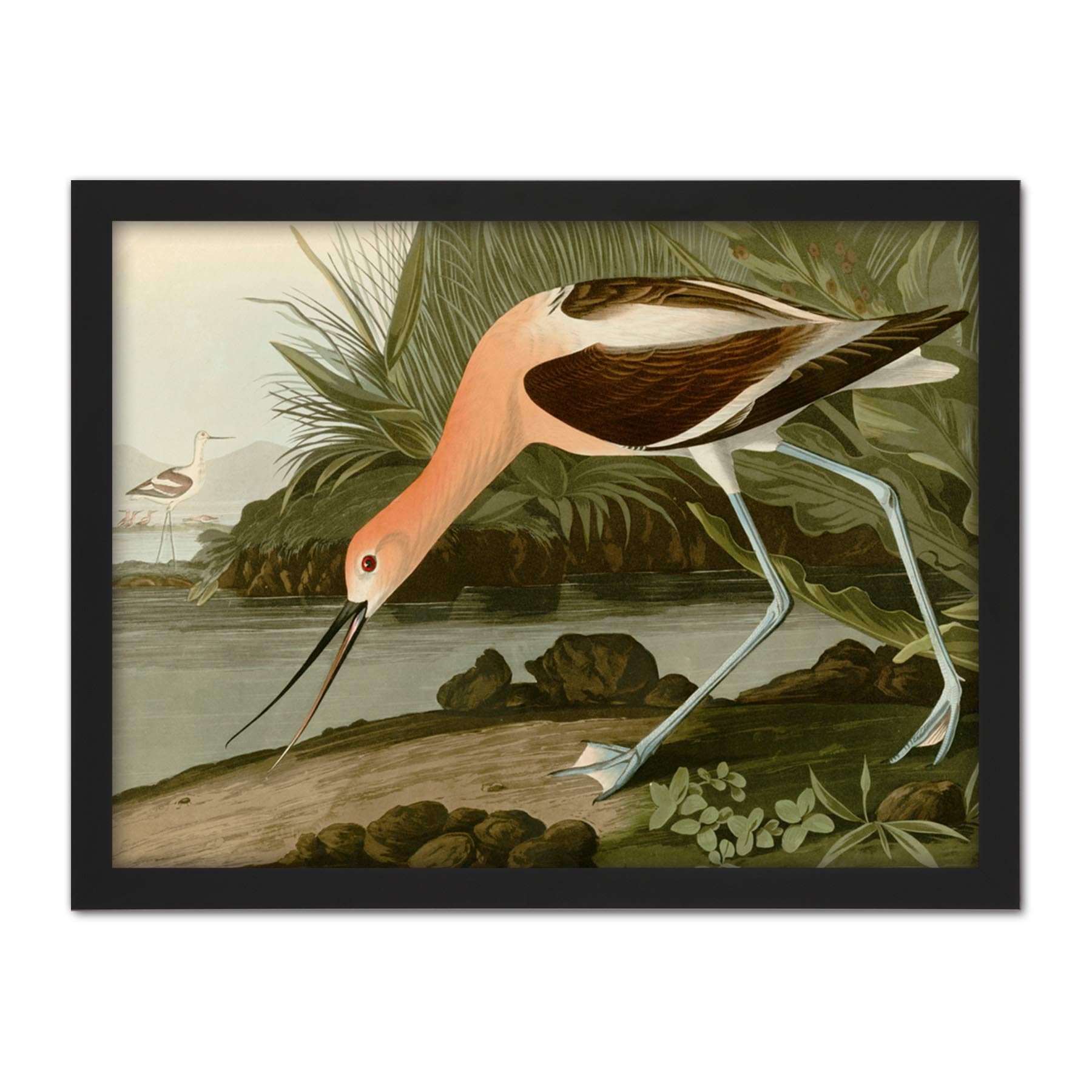 Artery8 Audubon Birds America American Avocet Artwork Framed Wall Art Print 18X24 Inch