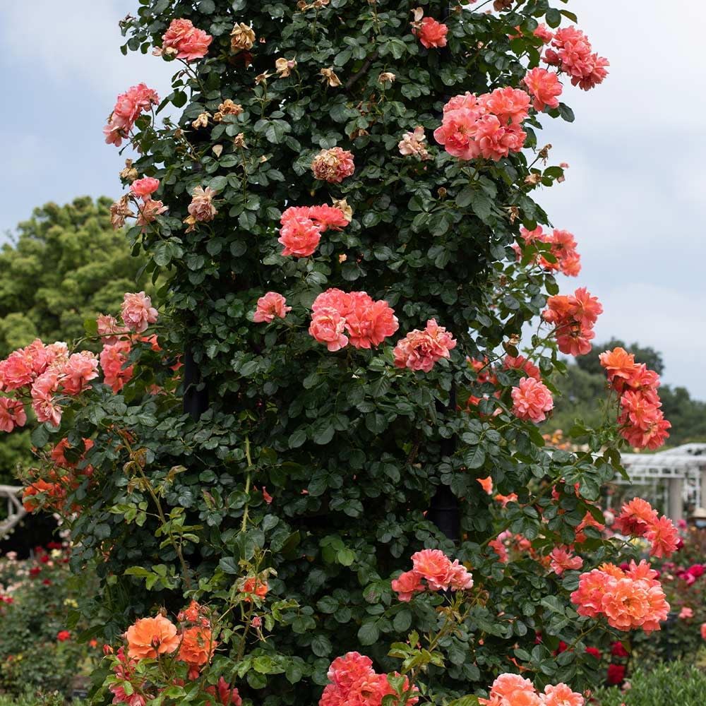 Heirloom Climbing Roses, Live Own Root Plant for Outdoor Garden, Above All™, Moderately Fragrant, Hardiness Zones 4-10, Continual Blooming