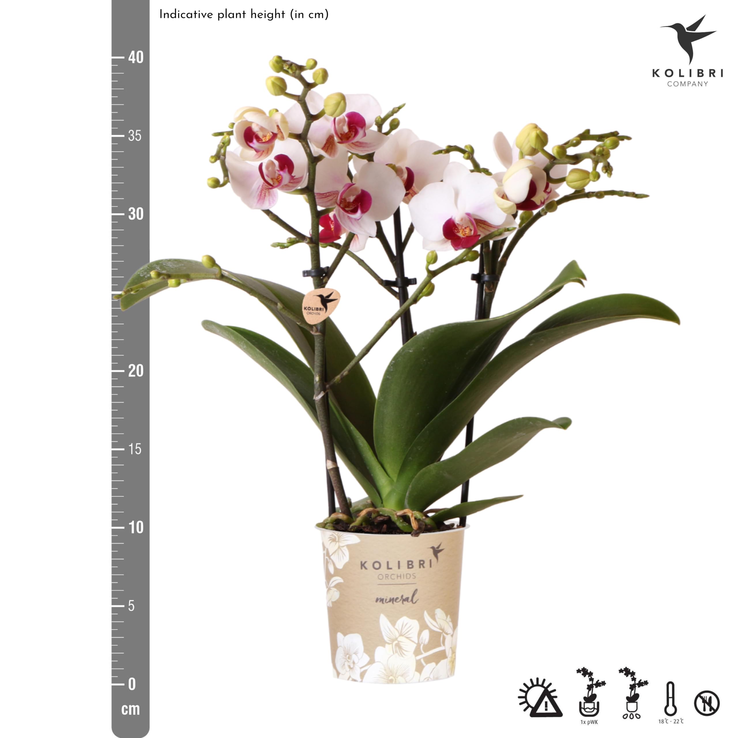 Kolibri Orchids | Weiße Phalaenopsis-Orchidee - Mineral Gibraltar - Topfgröße Ø9cm | blühende Zimmerpflanze - frisch vom Züchter