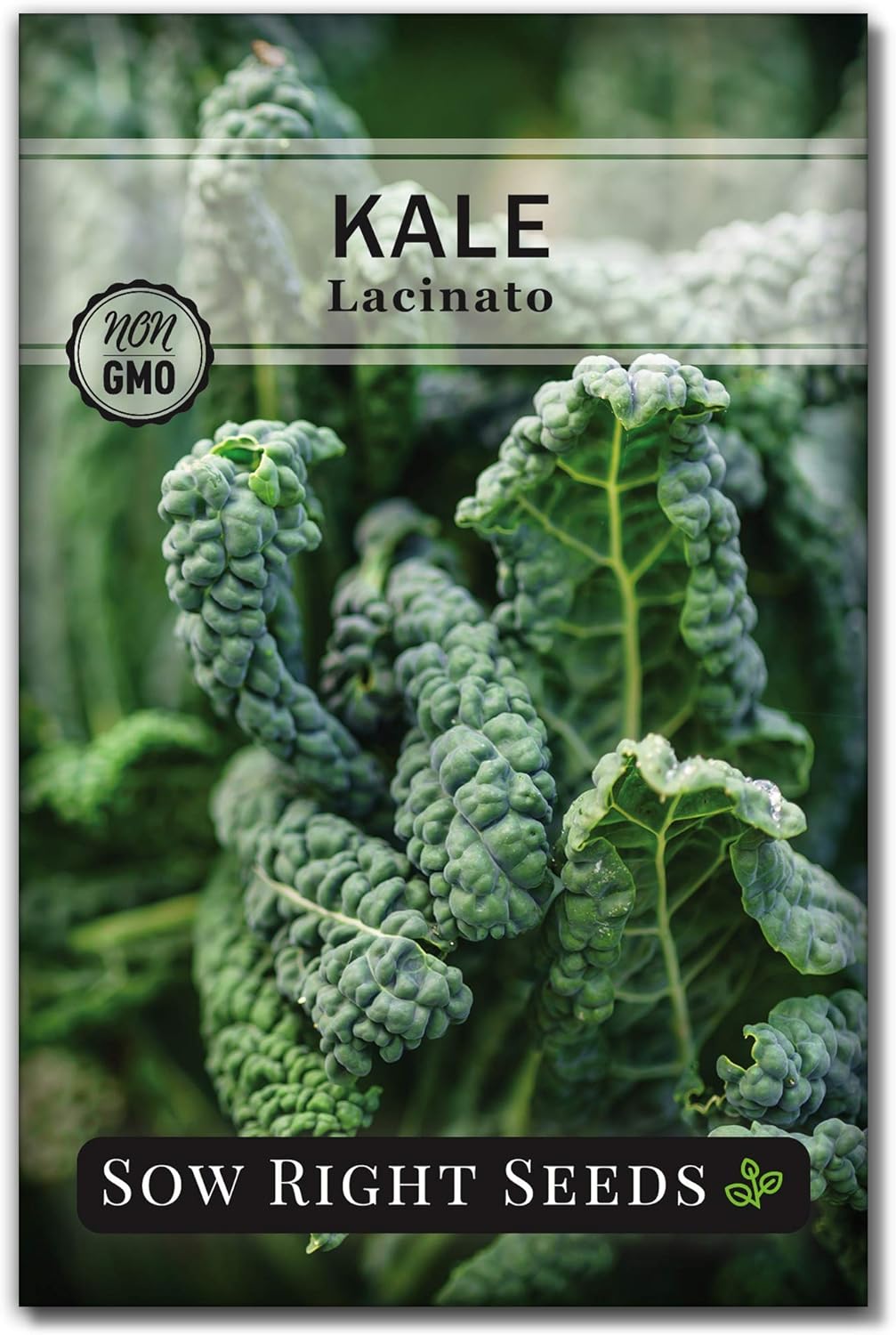 Sow Right Seeds Lacinato Kale Seeds - Non-GMO Heirloom Dinosaur Kale for Planting Home Garden Superfood (200 Seeds)