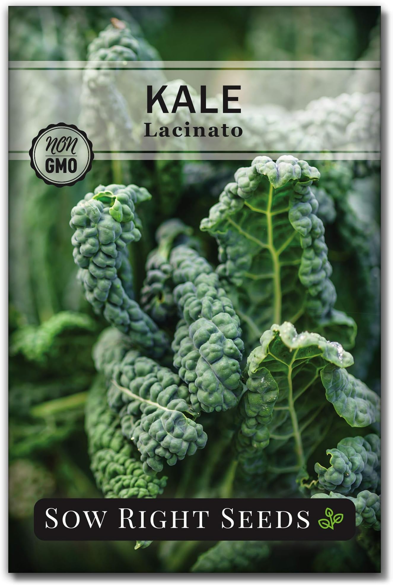 Sow Right Seeds - Lacinato Kale Seed for Planting - Non-GMO Heirloom Packet with Instructions to Plant a Home Vegetable Garden - Very Nutritious Superfood, Grow This Dinosaur Variety (1)