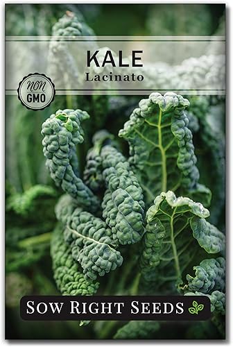 Sow Right Seeds - Semilla de col rizada Lacinato para plantar - Paquete de reliquia sin OMG con instrucciones para plantar un huerto casero -