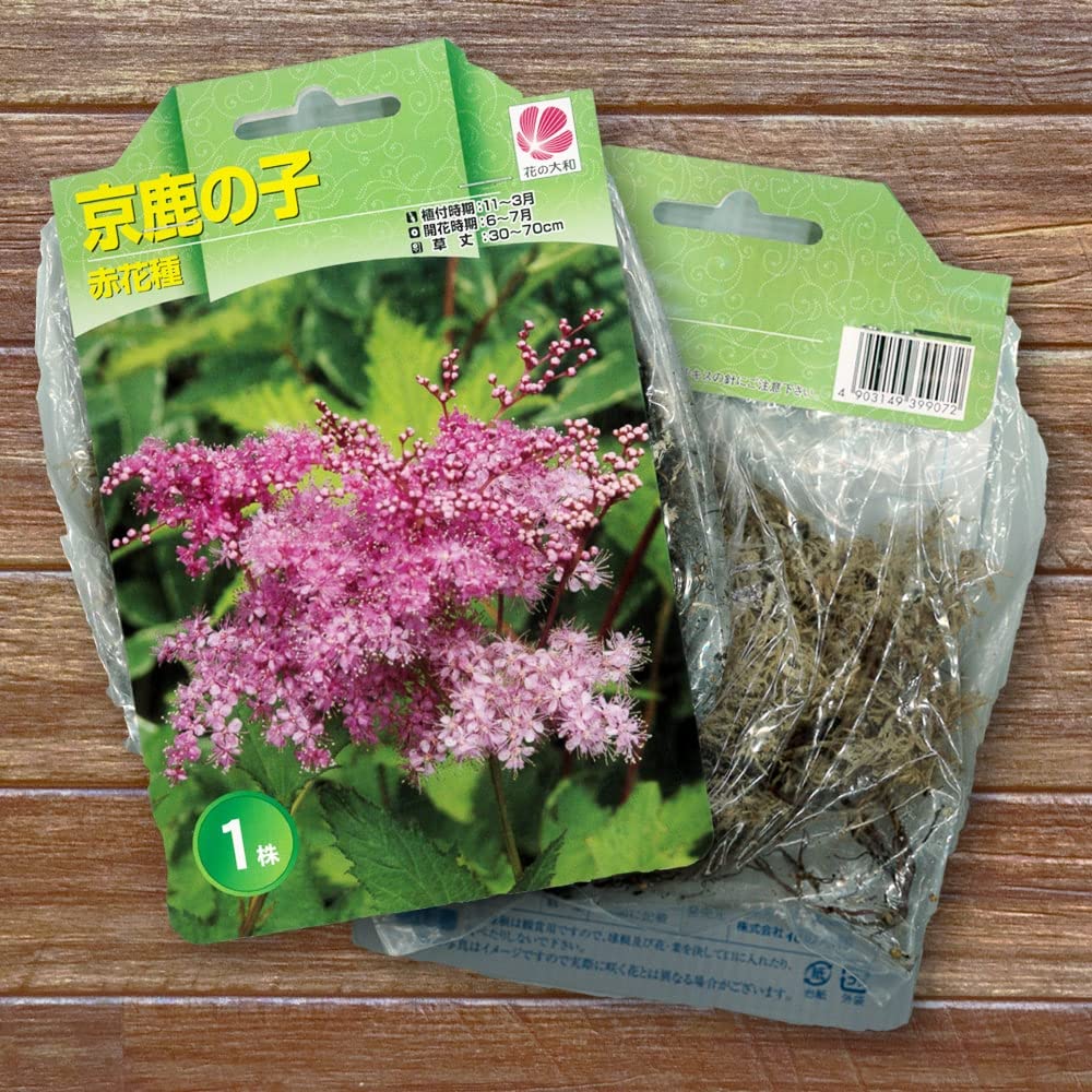 Amazon.co.jp: 京鹿の子（キョウカノコ） 赤花【1株入】 （植え付け 