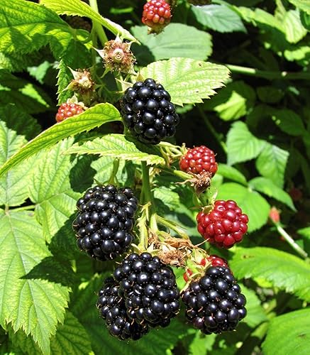 Planta enana sin espina con raíces de BlackBerry - 1 planta arraigada - Fácil de crecer y autopolinización! - Country Creek LLC disponible en Yaxa Colombia