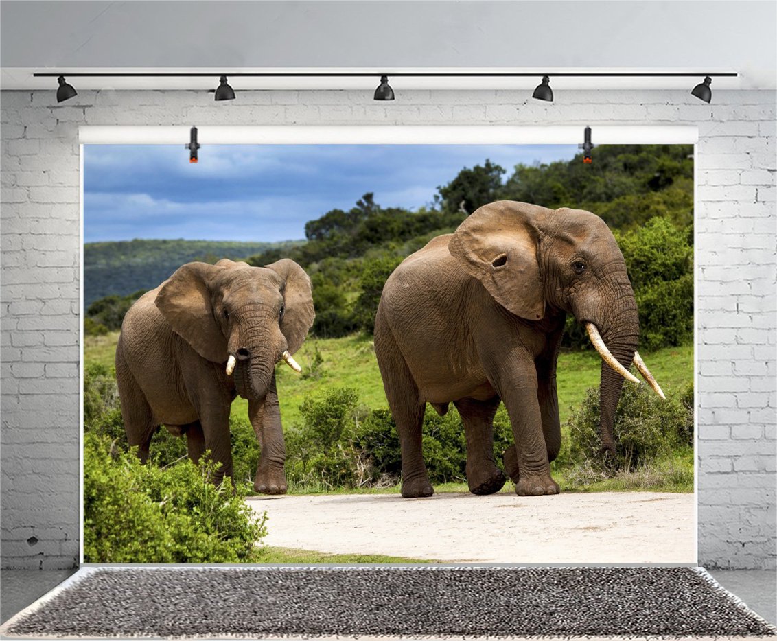 Leyiyi 5x3ft Photography Background Thailand Elephant Backdrop Safari Hunting Happy Birthday Party Countryside Mountain Road African Tourism