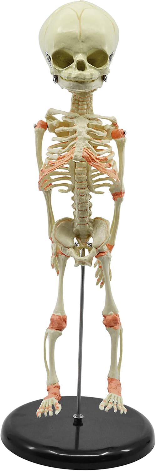 EISCO Infant Fetus Skeleton Model, Mini Size - Single Skull - Rod Mounted - Incredible Detail for Anatomical Study