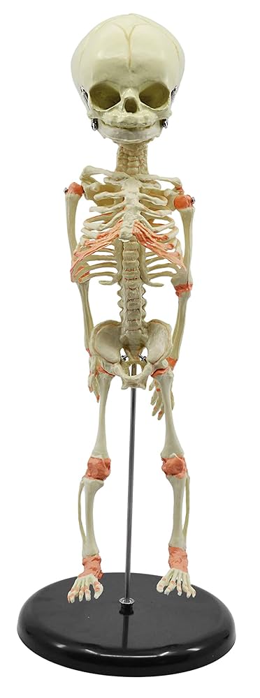 Bones ZX-1210 Leg Bones Model Life Size at ₹ 4100 | Skeleton