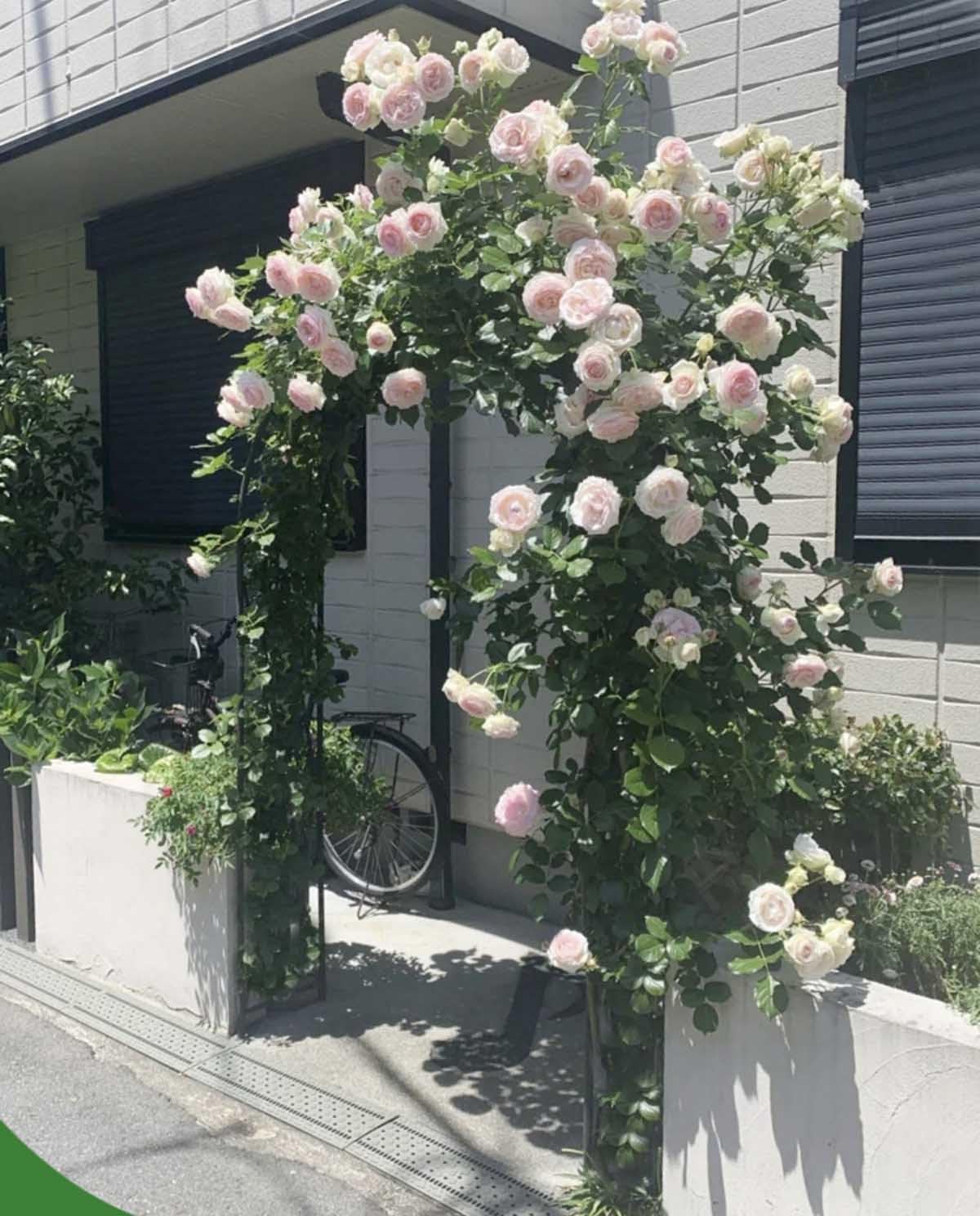 120cm 180cm 240cm 280cm 300cm Arco per Rose Rampicanti Arco da Pergolati da Giardino, Decorazioni di Fiori Arco Supporto per Interni ed Esterni(240x240cm)