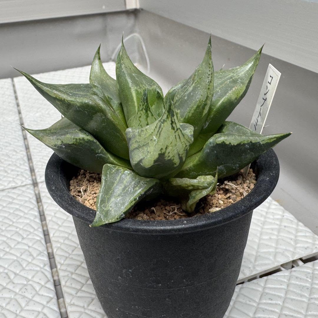 Amazon.co.jp: 多肉植物 ハオルチア 裏般若 B型コンプト