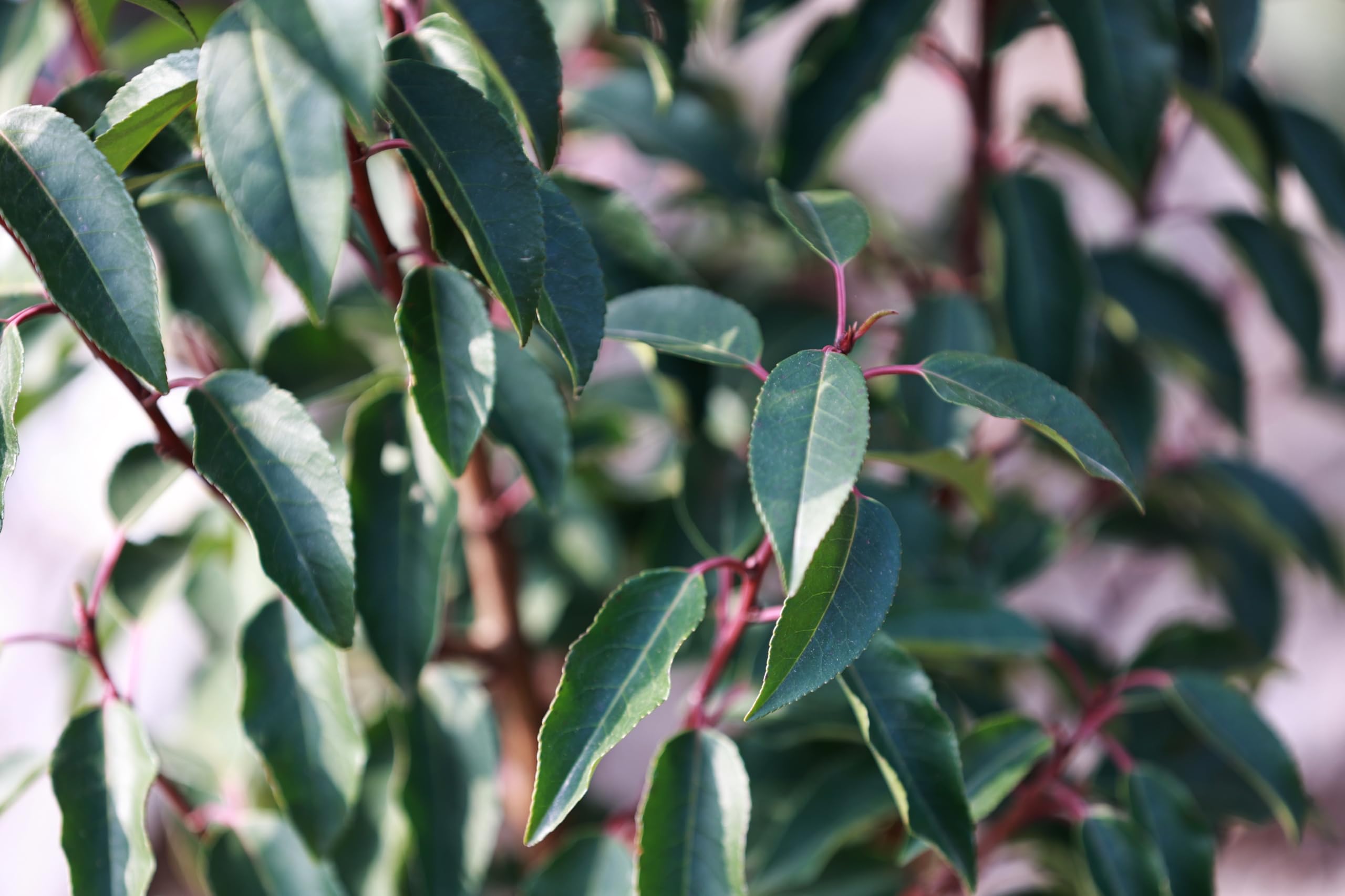Stauden Gänge 10 x Prunus lusitanica Portugiesischer Kirschlorbeer