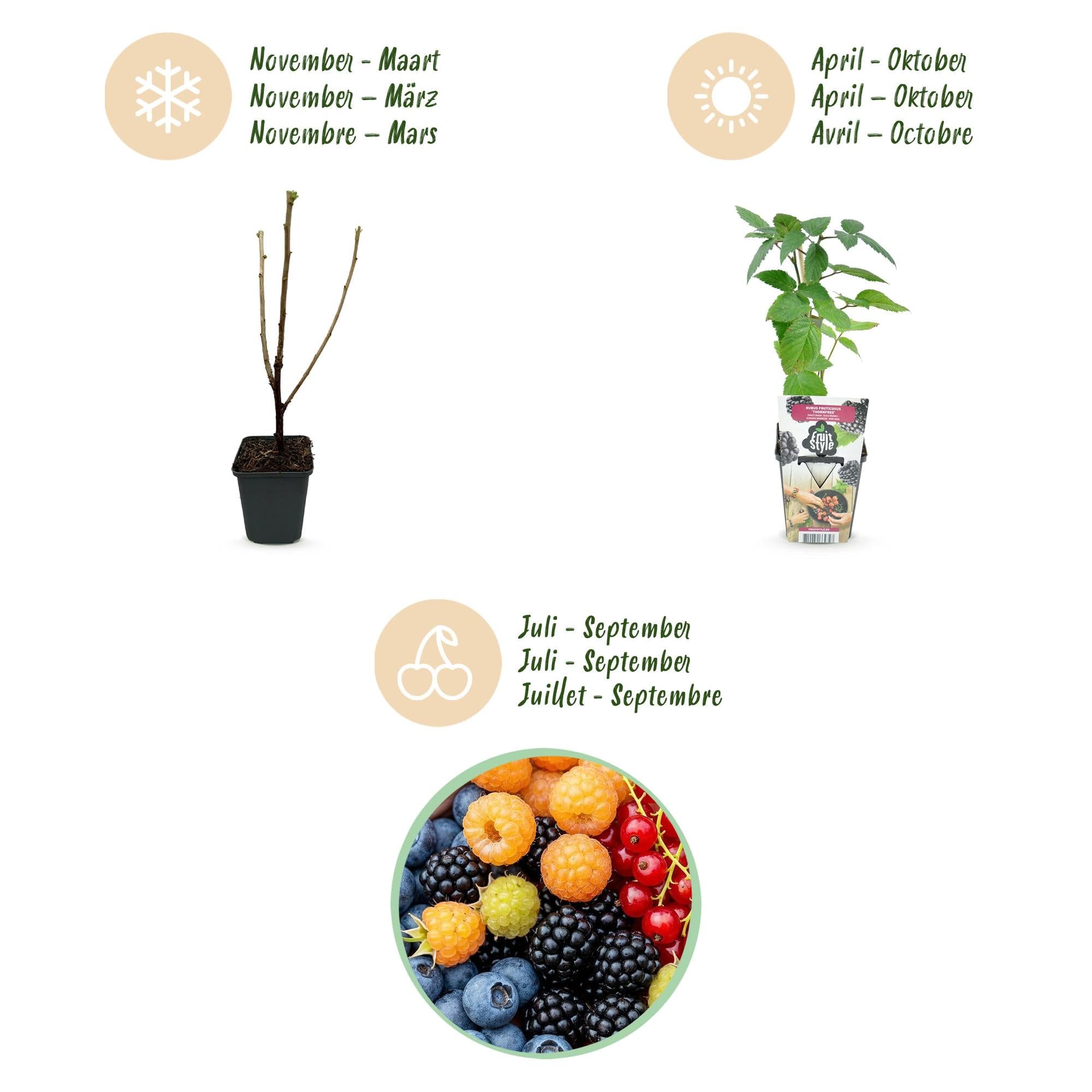 GreenboutiQ - Obstpflanzen - Regenbogen - Rote Johannisbeere - Gelbe Himbeere - Schwarze Brombeere - Blaue Beere - Winterhart - 8 Pflanzen - Topf 9cm