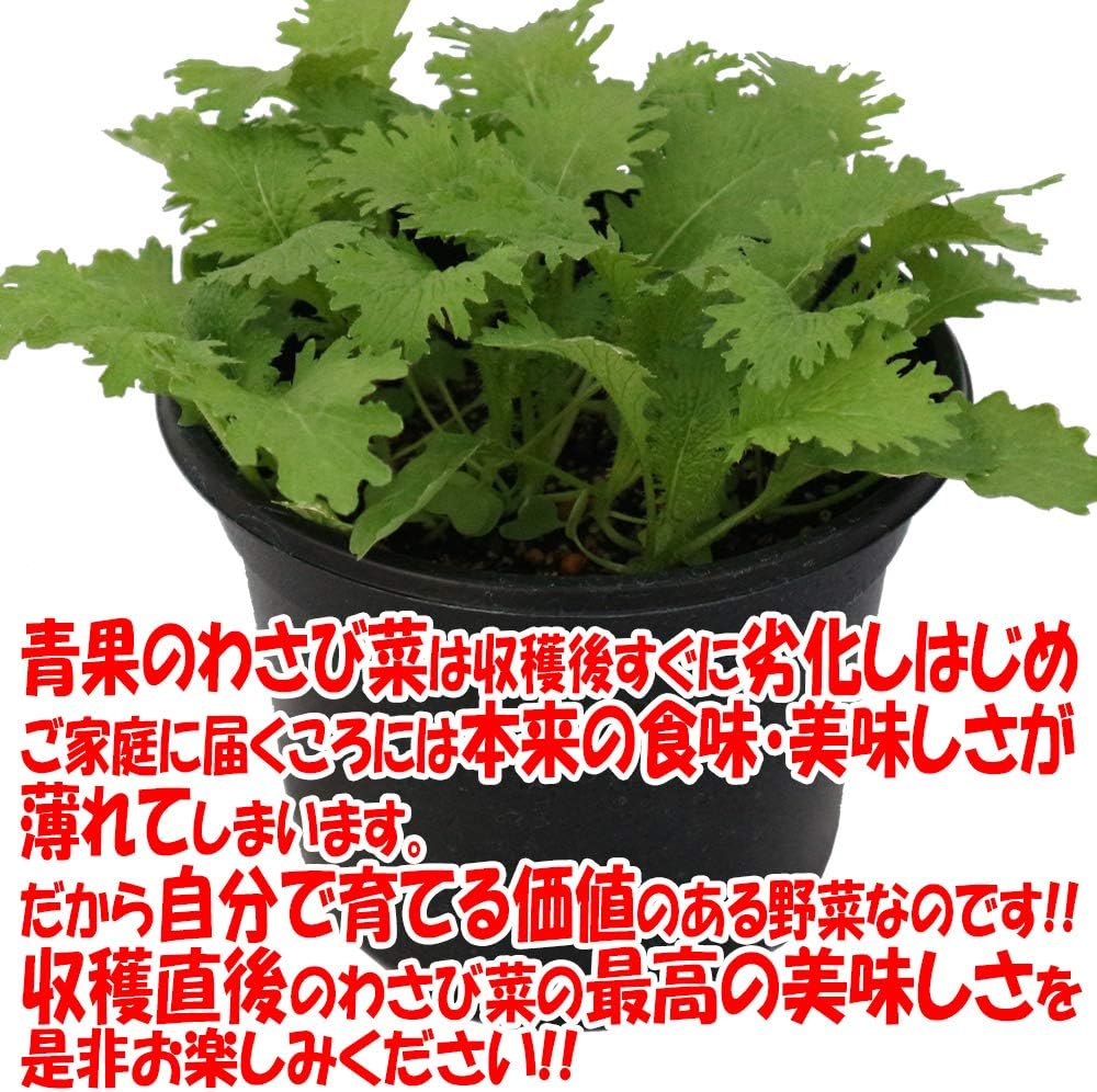 わさび菜の大苗 繰り返し何回も収穫可能 室内 戸外通年栽培用大苗 肥料付き これだけでokシリーズ このまま室内窓辺や戸外のベランダで育てるシリーズ 野菜苗18cm硬質ポット大苗 1個売り 少しだけ辛味のある美味しい香味菜です Amazon