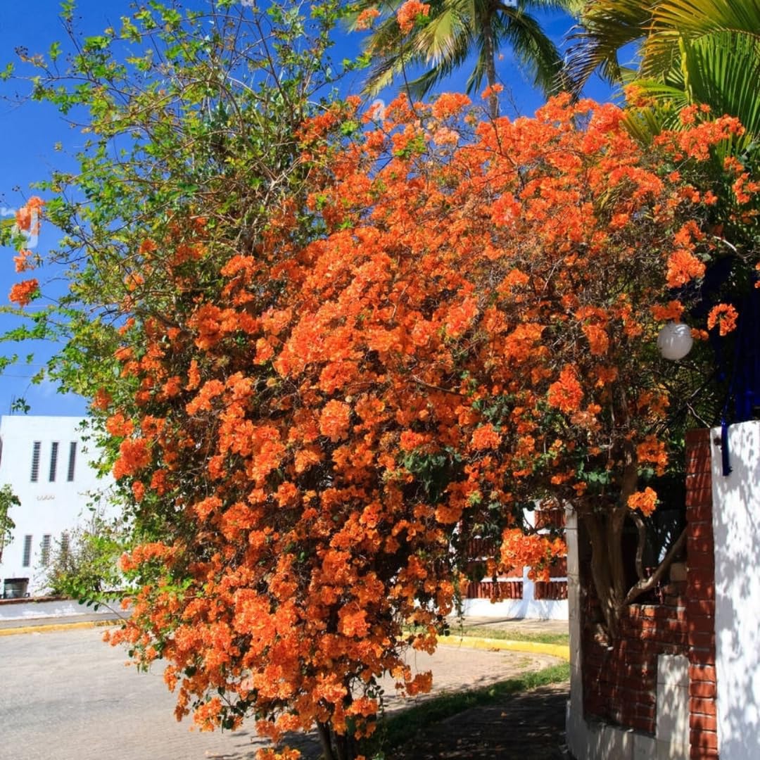 M-Tech Gardens Rare Bougainvillea Flowering Plant (Orange Climber, Hybrid) Exotic 1 Live Flowering Plant (B0D8KSC4Q6) Amazon Price History, Amazon Price Tracker