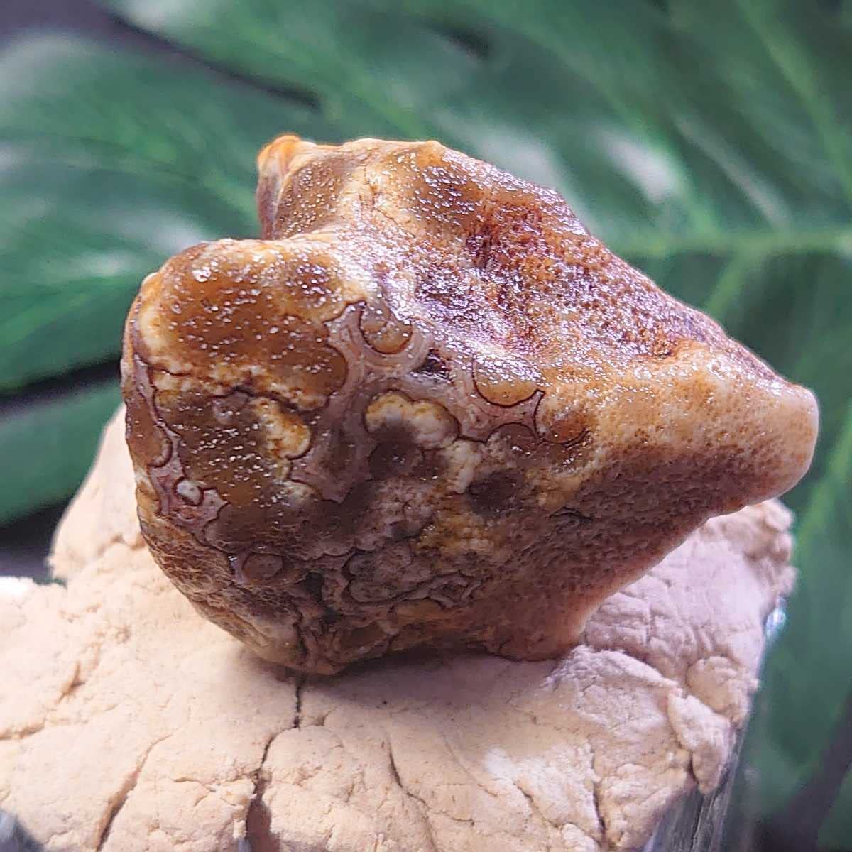 アラシャンゴビ瑪瑙 原石 金辺眼石 半透明 紫 置物 ゴビ瑪瑙 ゴビ石 アラシャンゴビ瑪瑙 原石 金辺眼石 半透明 紫 置物 ゴビ瑪瑙 ゴビ石