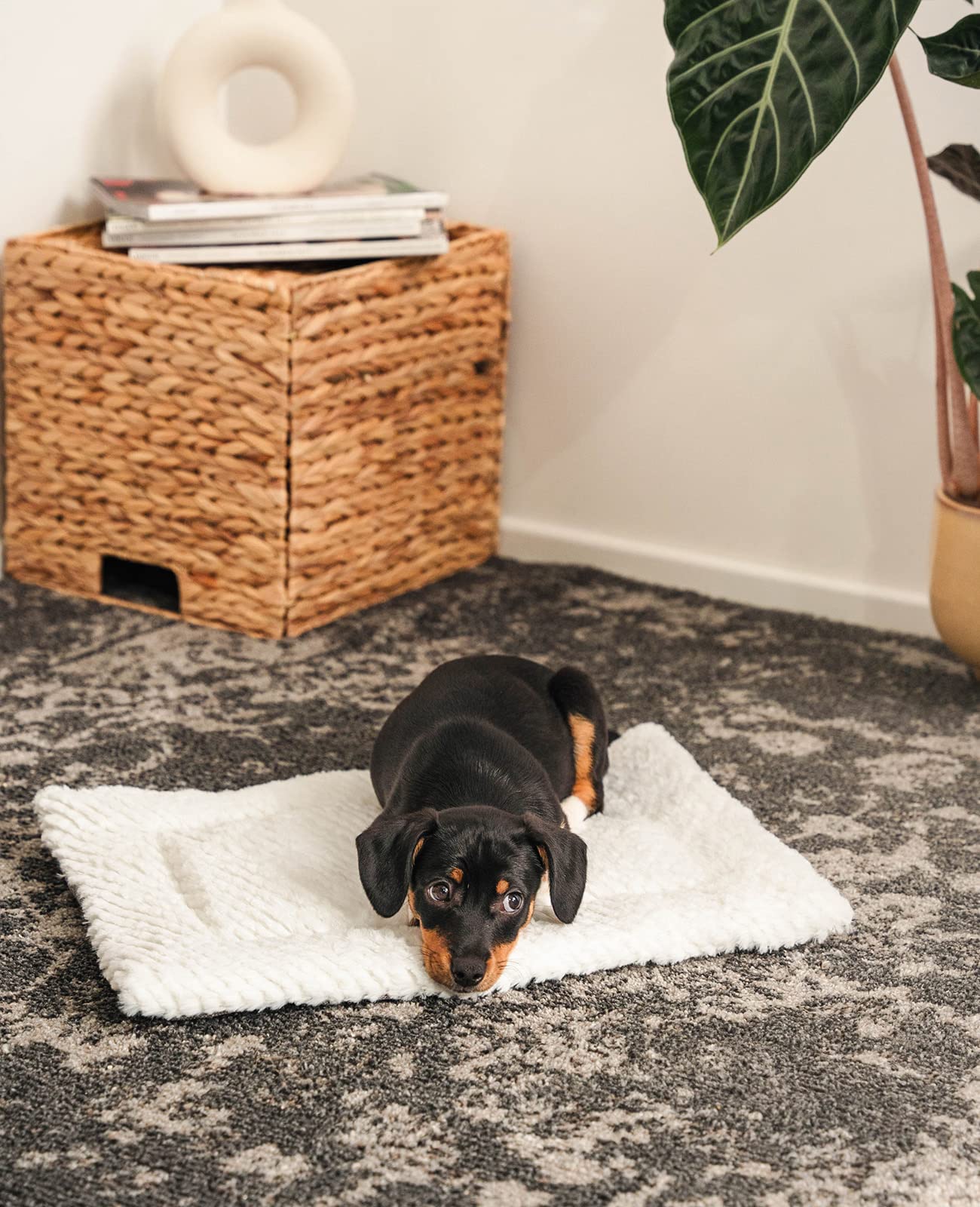 lionto Couverture réversible Chaude pour Chiens et Chats, Couverture matelassée Lavable avec Face résistante et Douce, 50x35 cm, Tapis hygiénique avec Protection Contre Le Froid, Gris