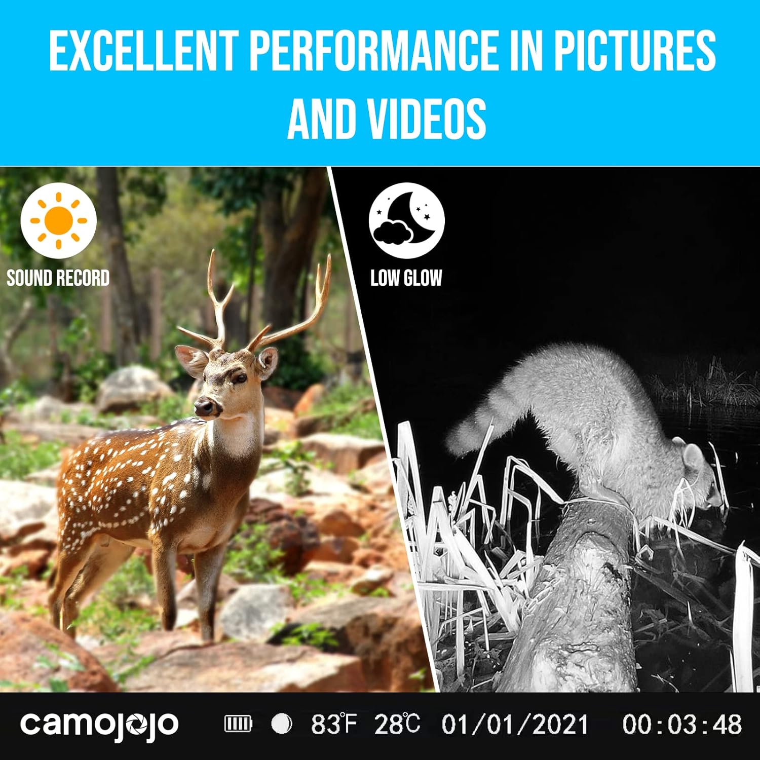 Comparison of day and night vision captures by the Camojojo Trace camera, showing a deer in daylight and a raccoon at night