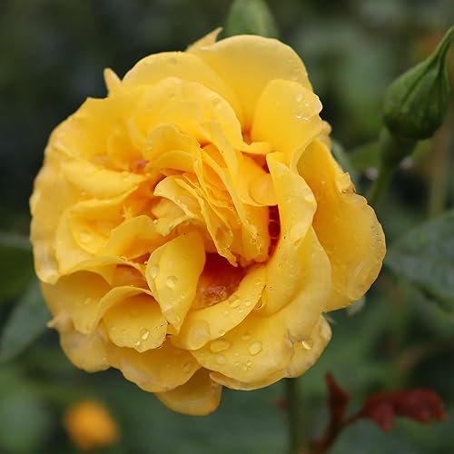 Miniatura 2 de s 2 Gal. Rise Up Ringo Escalando Rosa Arbusto