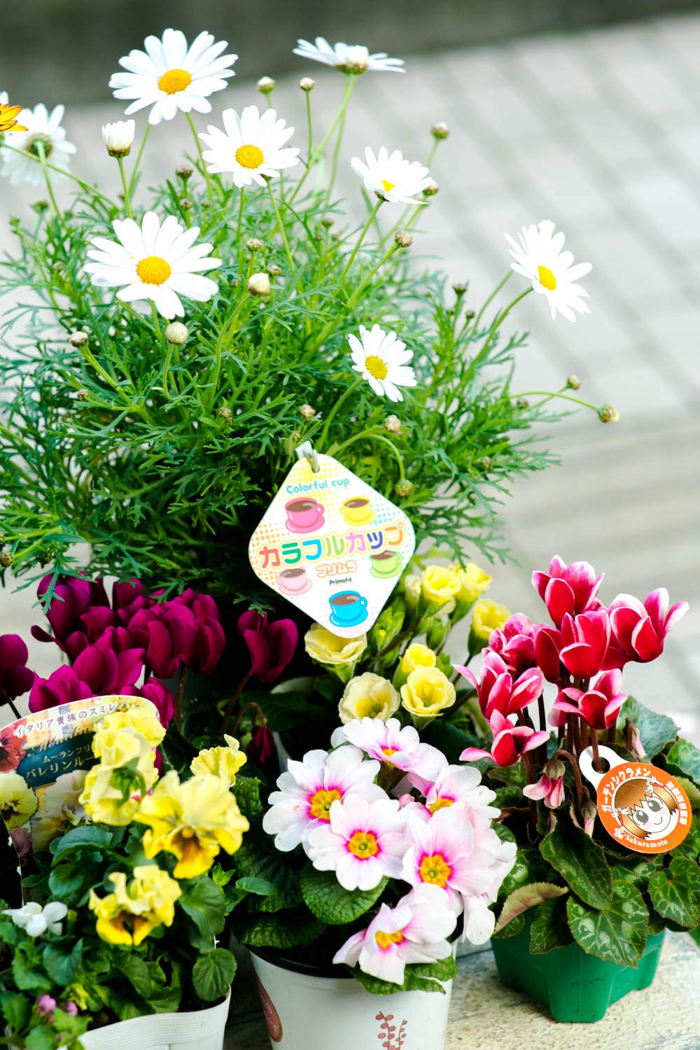 フラワーアレンジメント 季節の花々 鉢植えセット Amazon｜フローリストせきど 季節の鉢花セット Sサイズ 4〜6個セット