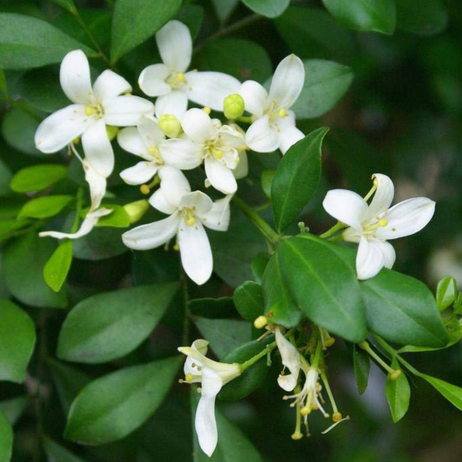 Hug A Plant | Maramulla (Murraya paniculata) Flowering/Ornamental Live Plant (Home & Garden) (B0C7W94HPF) Amazon Price History, Amazon Price Tracker