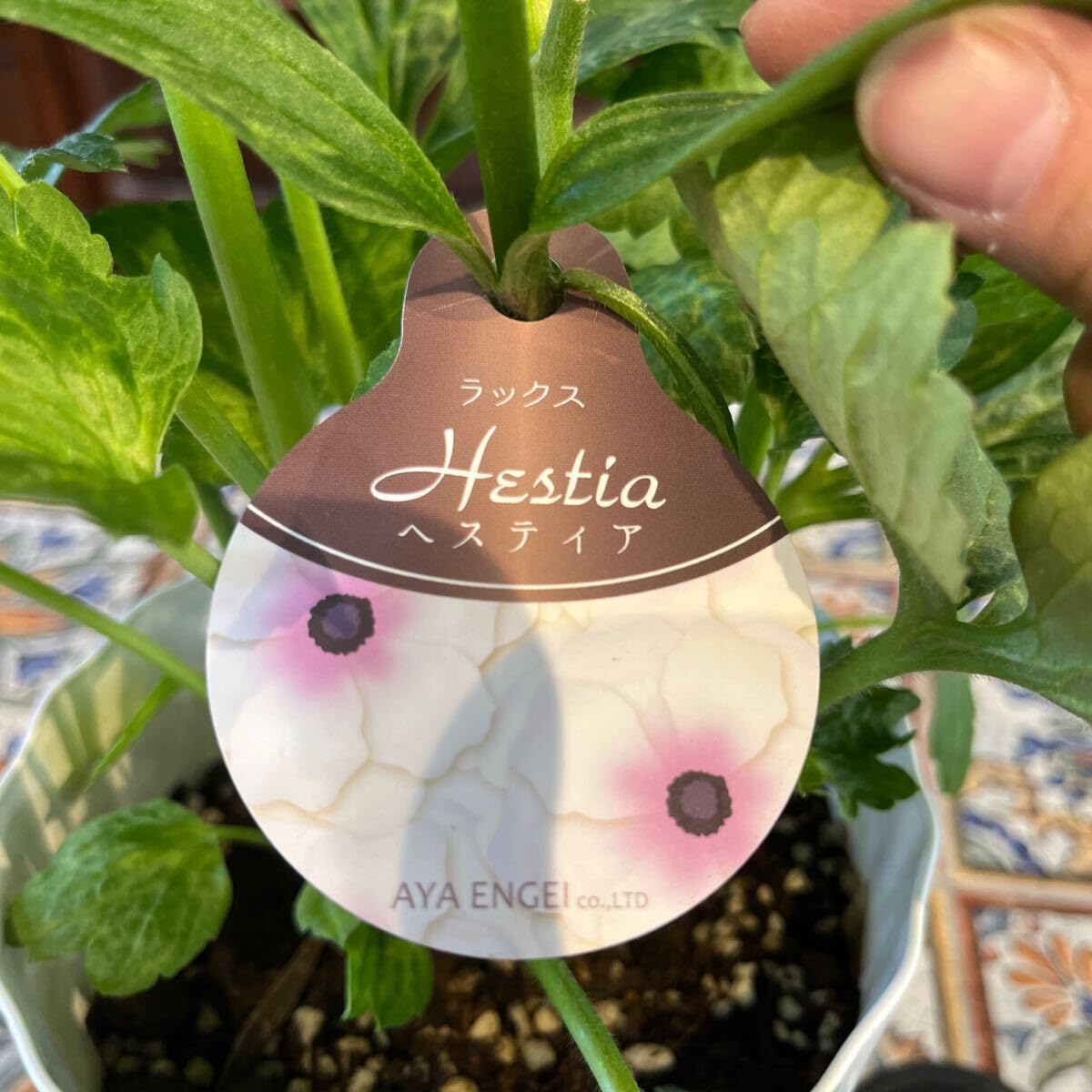 Amazon.co.jp: ラナンキュラス ラックス ヘスティア①⑥ 5号 鉢底から