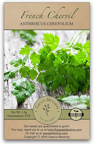 Gaea's Blessing Semillas - Semillas de perifollo - Semillas sin OMG con instrucciones de siembra fáciles de seguir - Heirloom francés de alto
