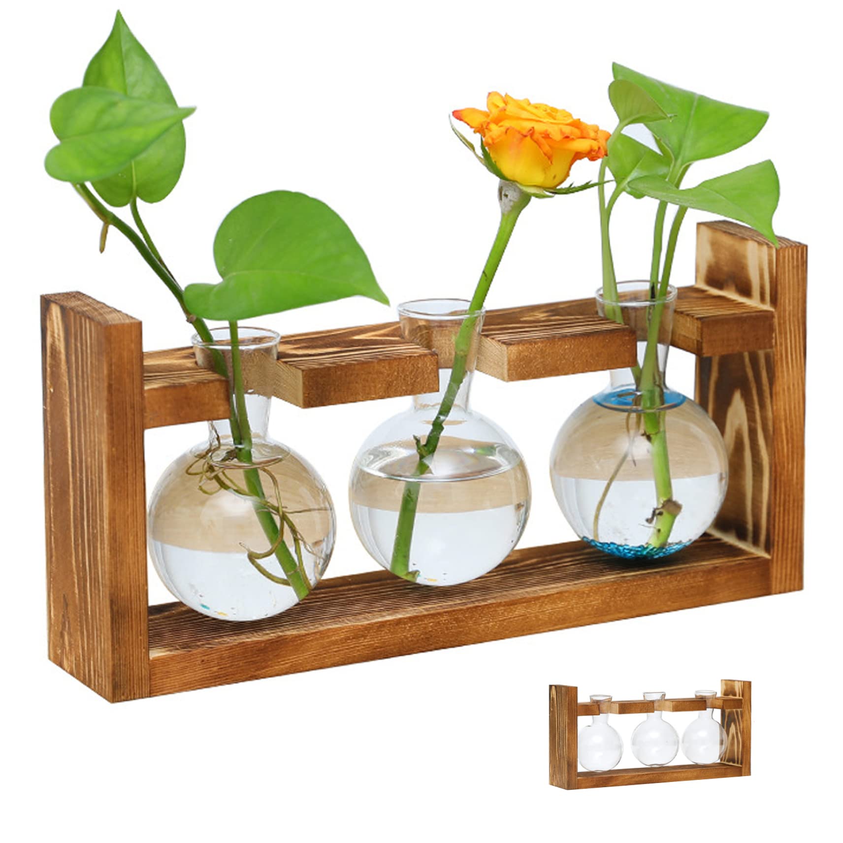 Terrarium en verre avec support en bois pour une décoration de bureau végétale et apaisante