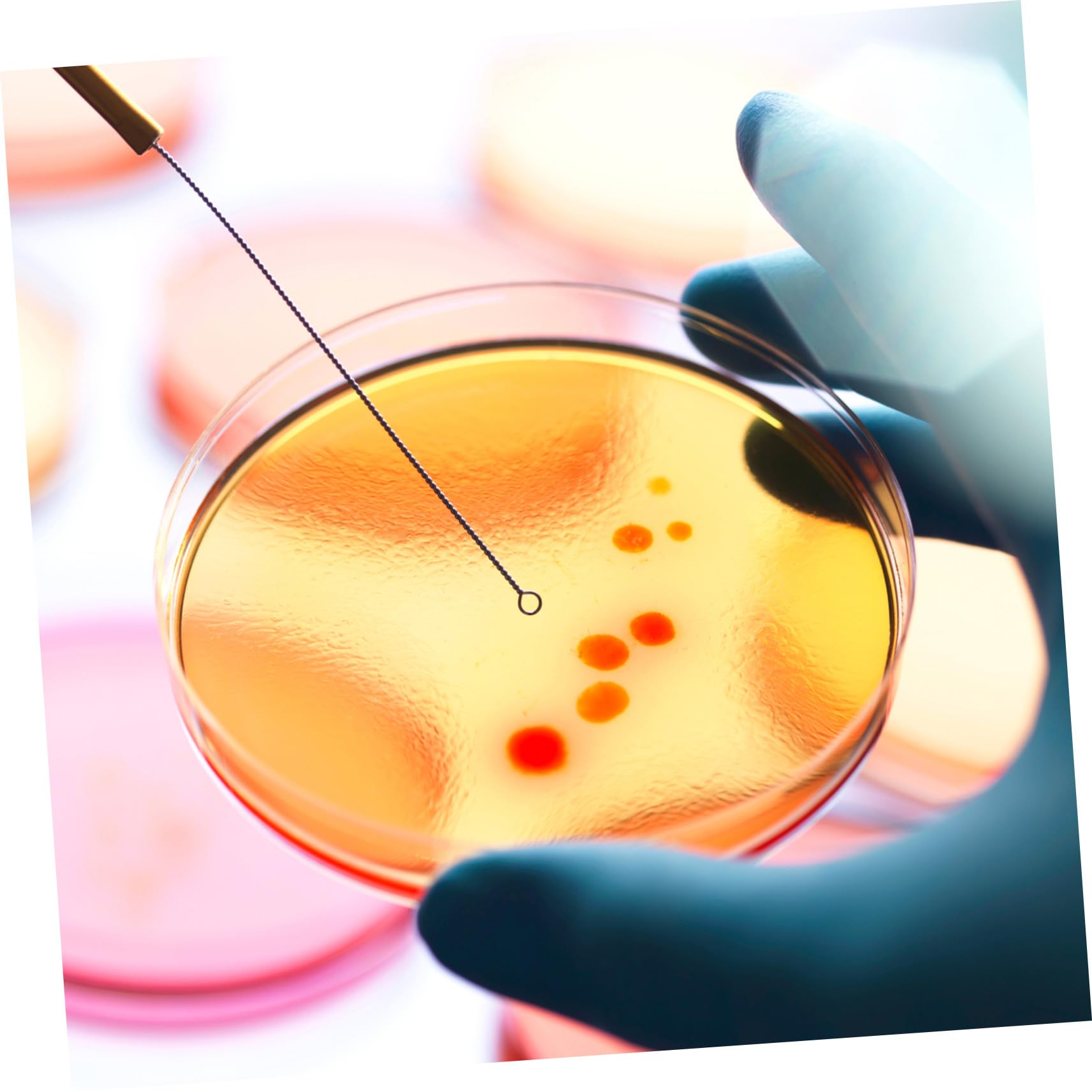 Piastre Petri con Agar Nutriente Precolato 20 Pezzi per Laboratorio | 7cm, Monouso per Ricerca e Scuola, Supporto per Coltura Microbiologica, Formato Pronto All'uso