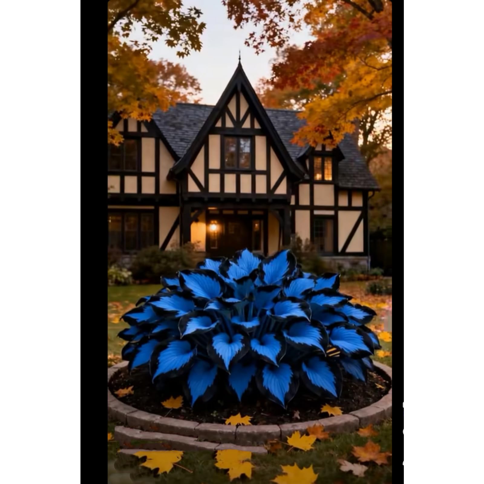 Midnight Blue Hosta Bulbs, Perennial Low Maintenance, Excellent Display -6 Bulbs-E