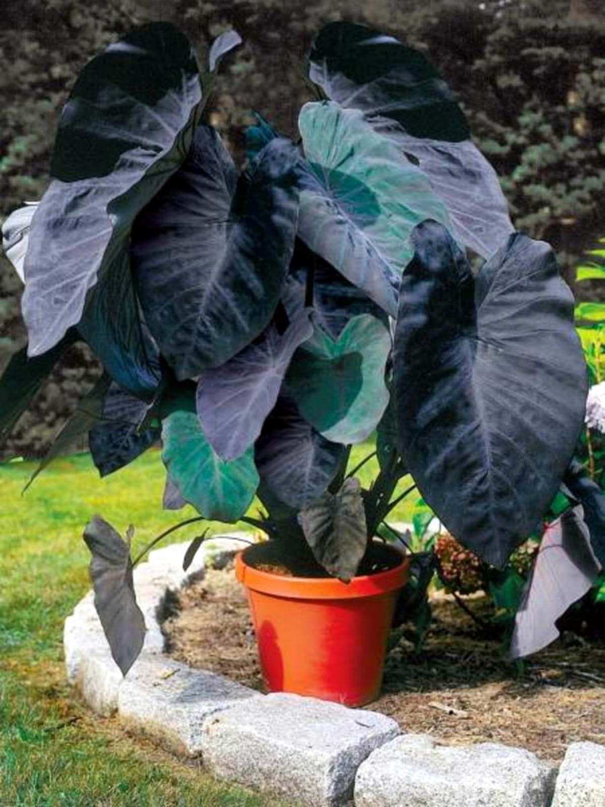Elephant Ear/Crop for Planting Now UK/Strong Plants That Grow Well/Mix Golden Jade Carving Feels -3bulbs-1