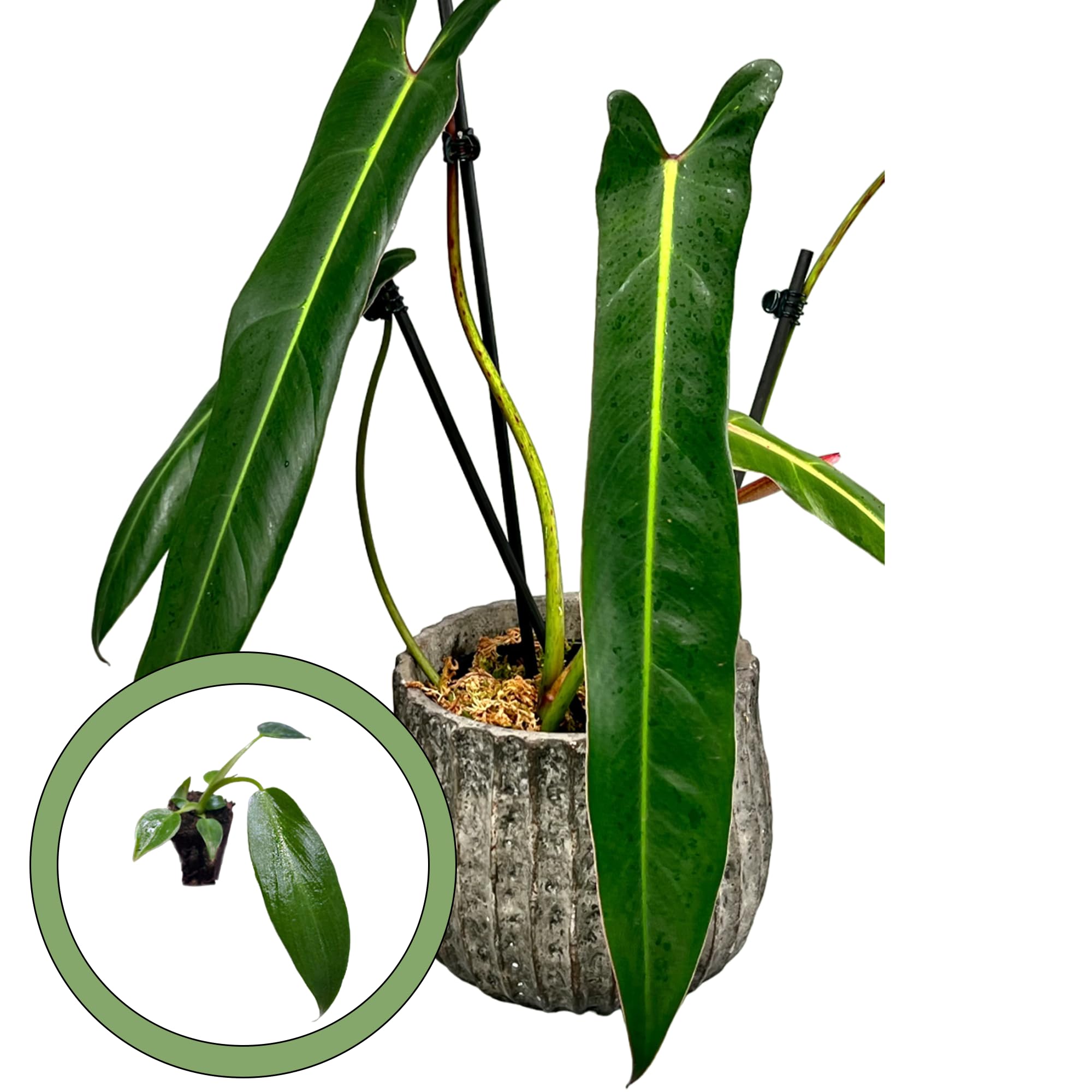 Philodendron “Spiritus sancti” スピリタスサンクチ 【公式通販】