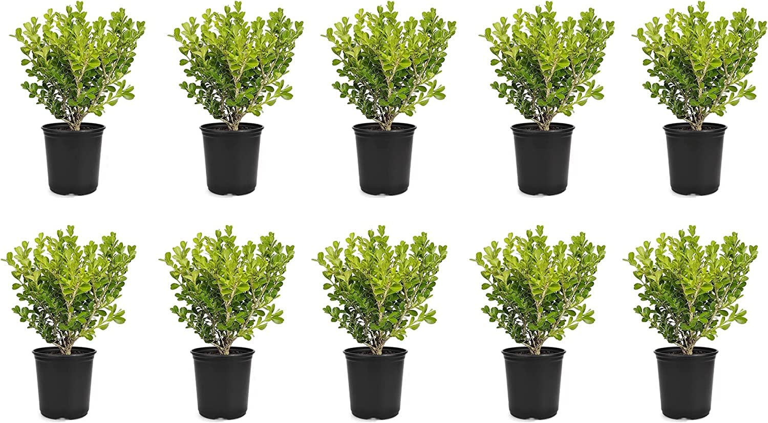 Florida Foliage Japanese Boxwood 10 Live 4 Inch Pots