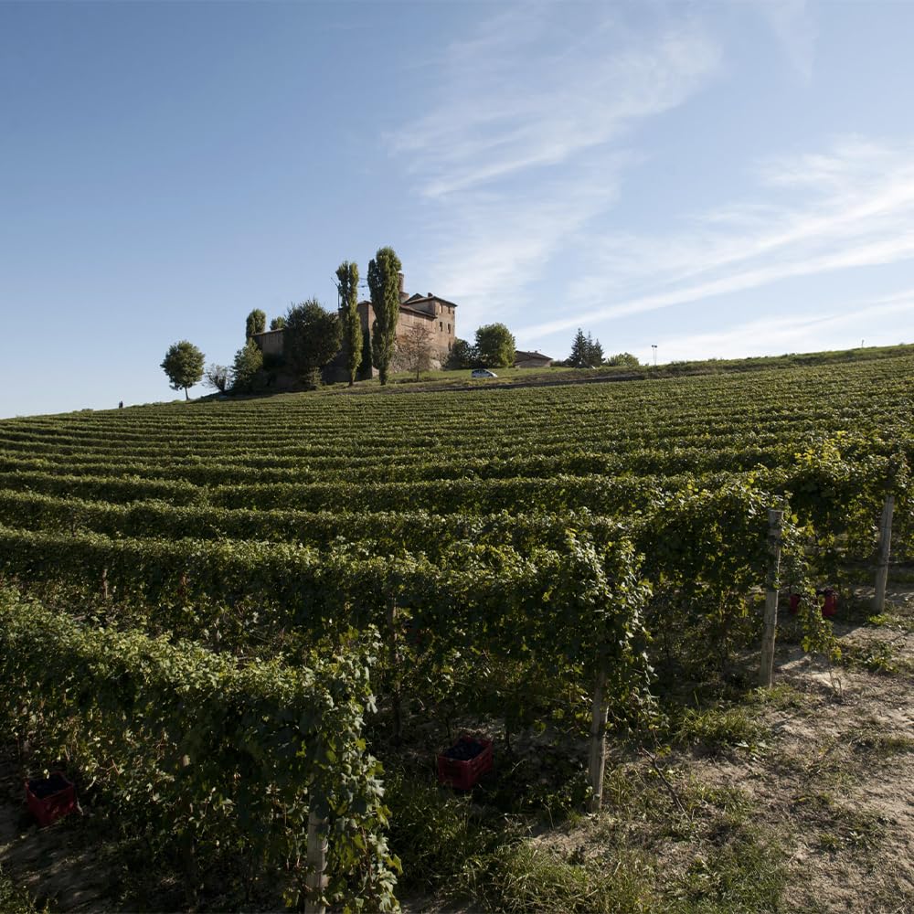 Viberti Barolo Buon Padre DOCG 2022