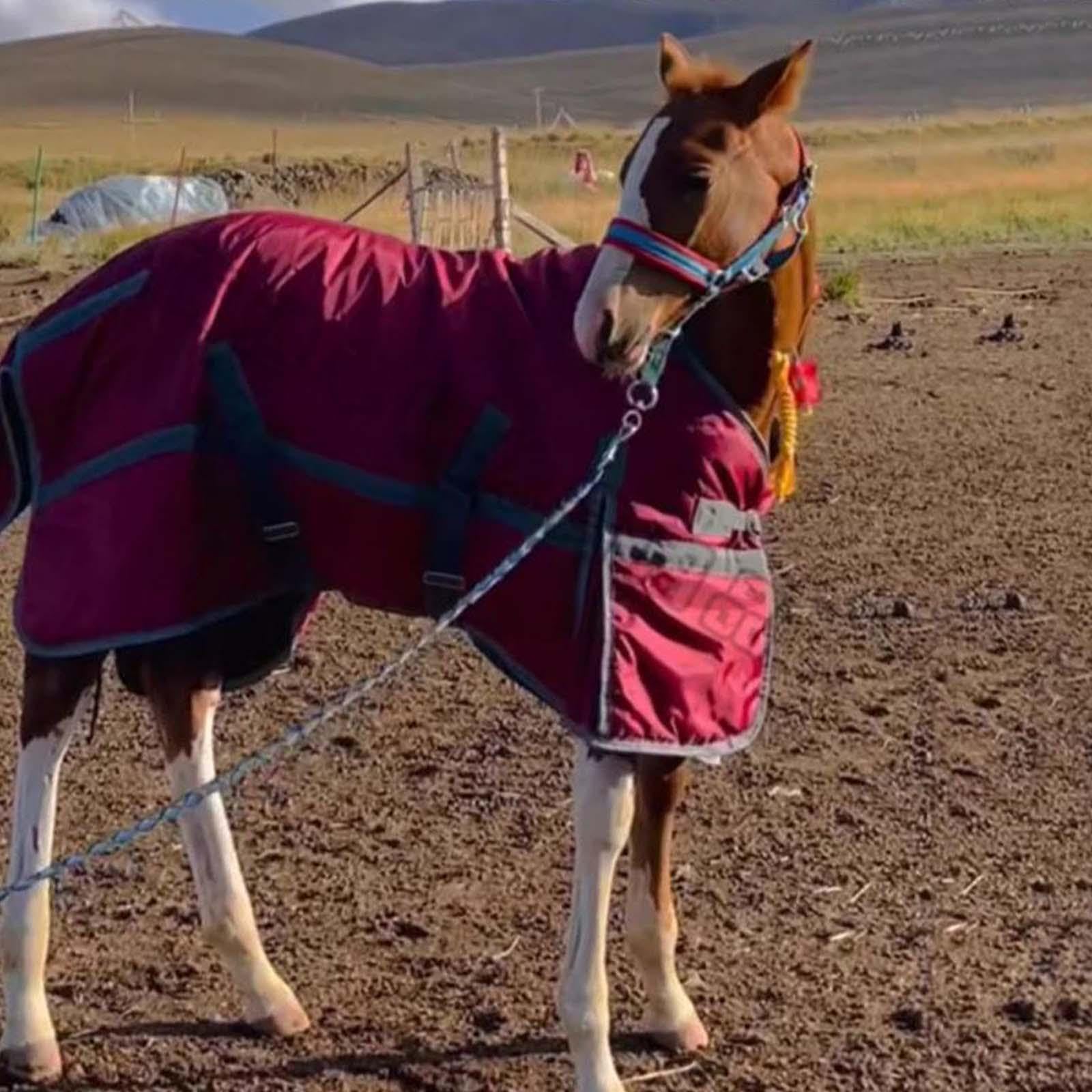 Manta para Caballo con Función Impermeable Térmica Transpirable Y Tela Oxford Acolchada Adecuada para Uso en Invierno Equitación Protección Diaria