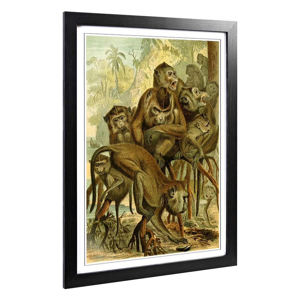 Big Box Art Framed Print of Vintage Brehms Tierleben 1893 Macaque Design | Wall Art Picture | Home Decor for Kitchen, Living Room, Bedroom, Hallway, Black, A2 / 24.5x18 Inch / 62x45cm