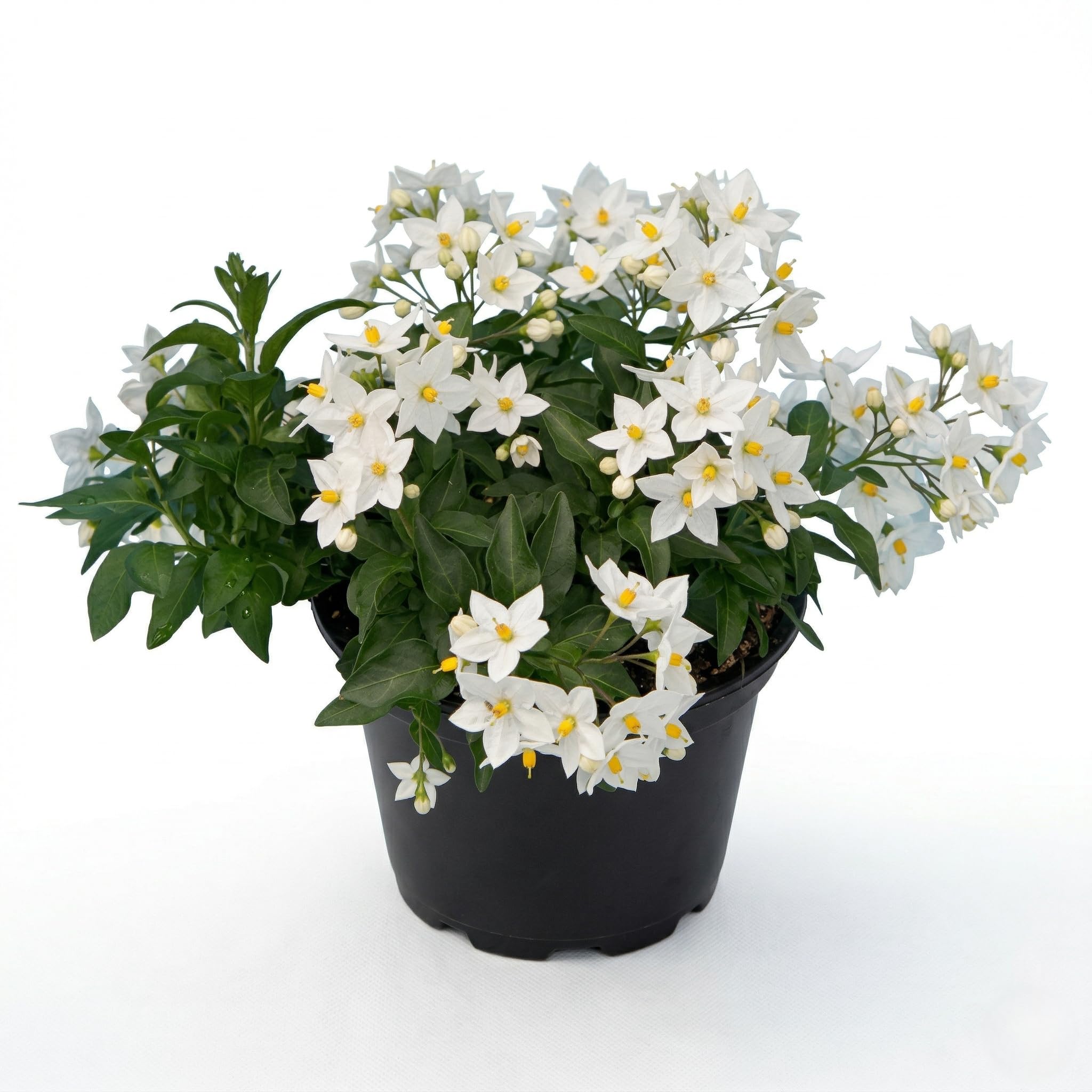 Solanum a Fiori Bianchi Pianta in Vaso | Gelsomino di Notte Profumato | Pianta Ornamentale Rampicante per Balcone e Giardino | Fioritura Primaverile Estiva, Facile da Coltivare