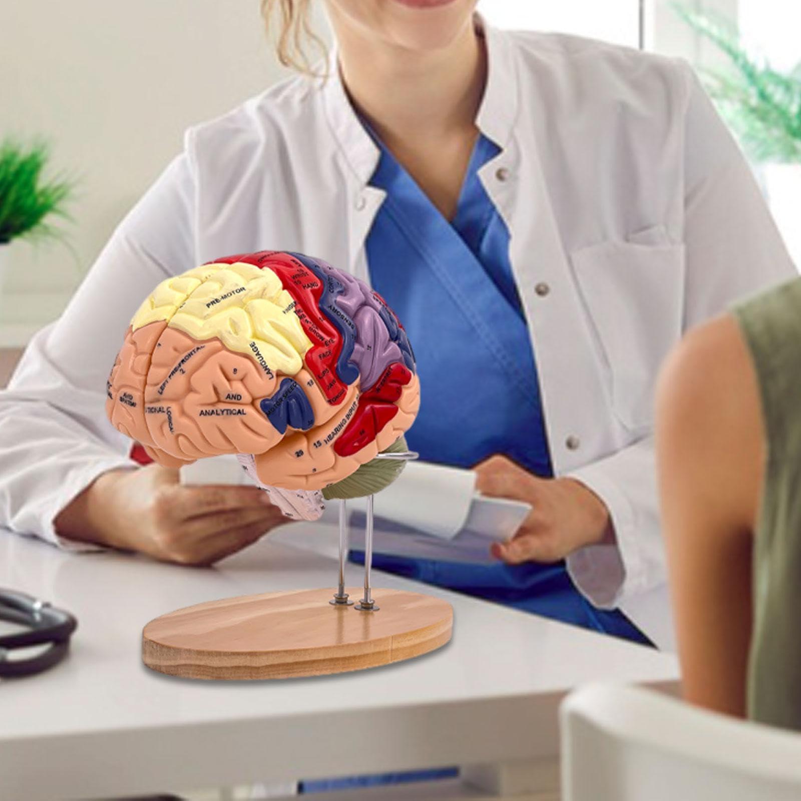 MagiDeal Cerebro Humano Agrandado 2X - Modelo Médico de Enseñanza Anatómicamente Preciso con Base, 4 Partes para Psicología