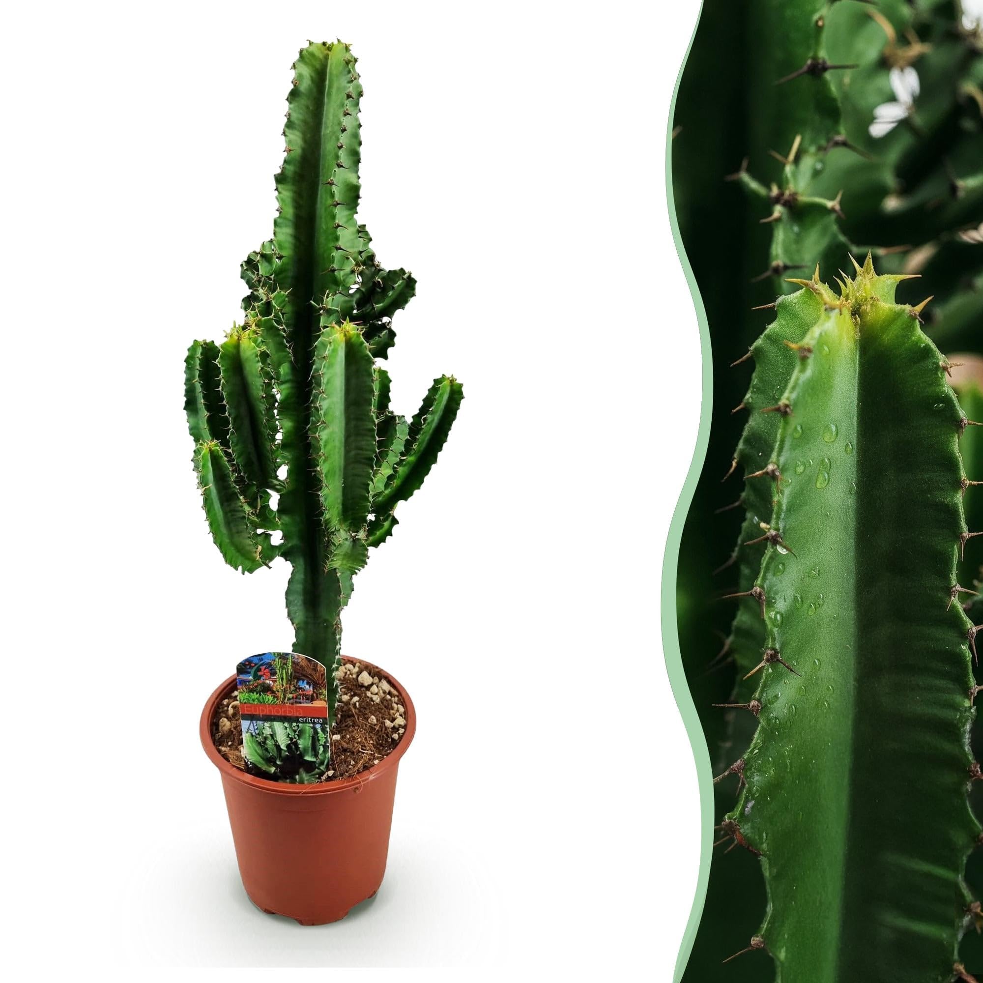 Euphorbia eritrea - Latte africano - 2 piante - 60 cm - 17 cm - Cactus euforbia verde con accenti rossastri - Piante grasse di facile manutenzione