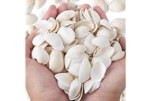 140-160pcs White Shells for DIY Decor