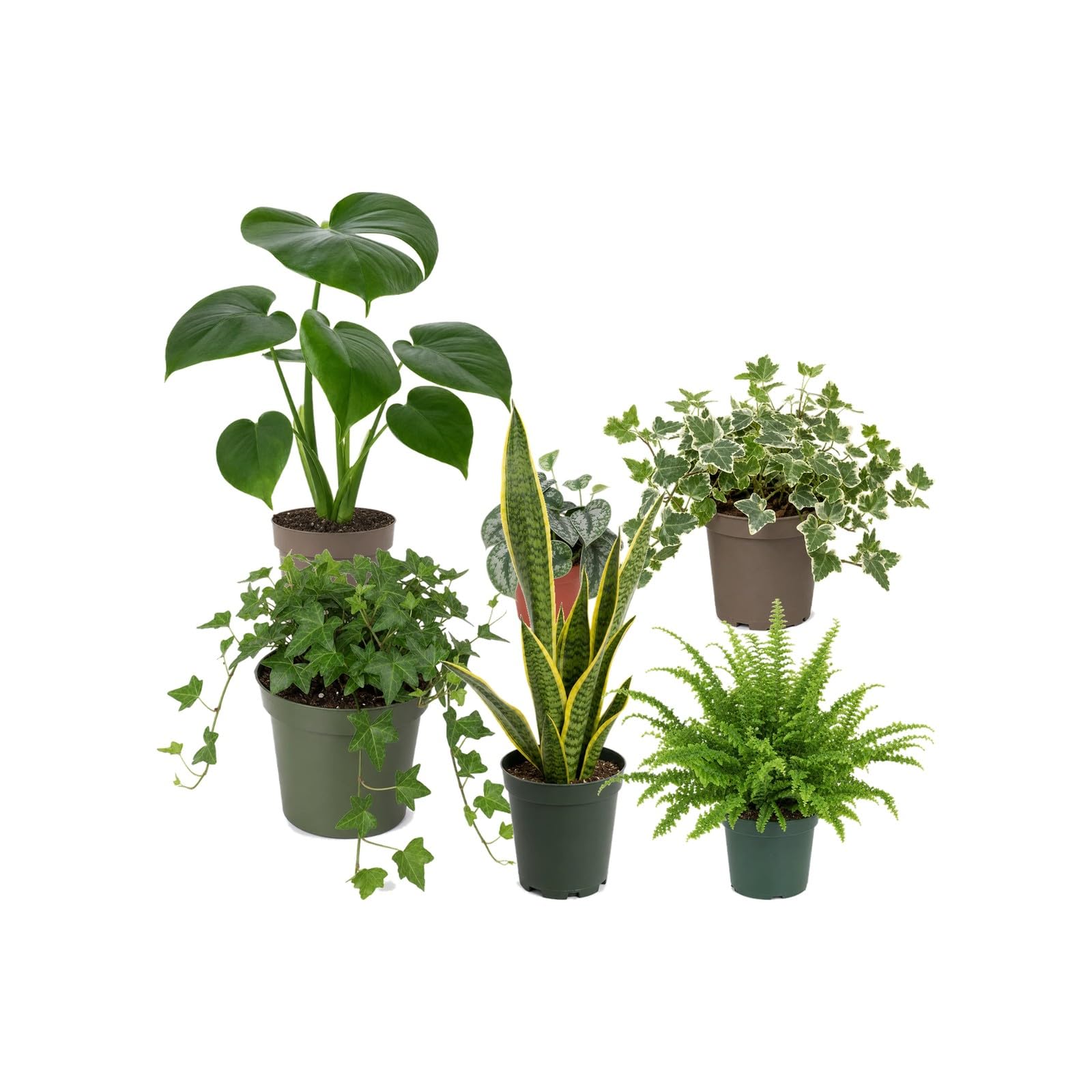 DECOALIVE Pack 6 Plantas de Interior para Colección Botánica
