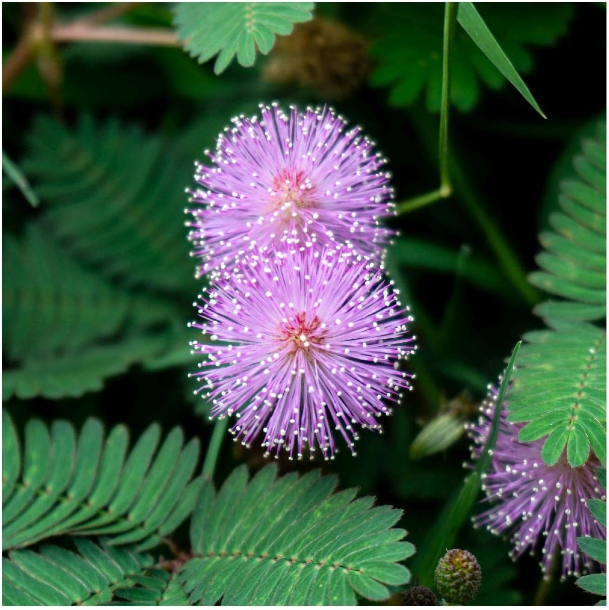 Everwilde Farms - 1/4 Lb Sensitive Briar Native Wildflower Seeds - Gold Vault