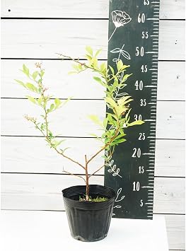 Nobilis Blueberry Fruit Tree Seedling, 5 Size, 1 Plant, Rabbit Eye Type, Medium to Large, Heat Resistant Hanamidori
