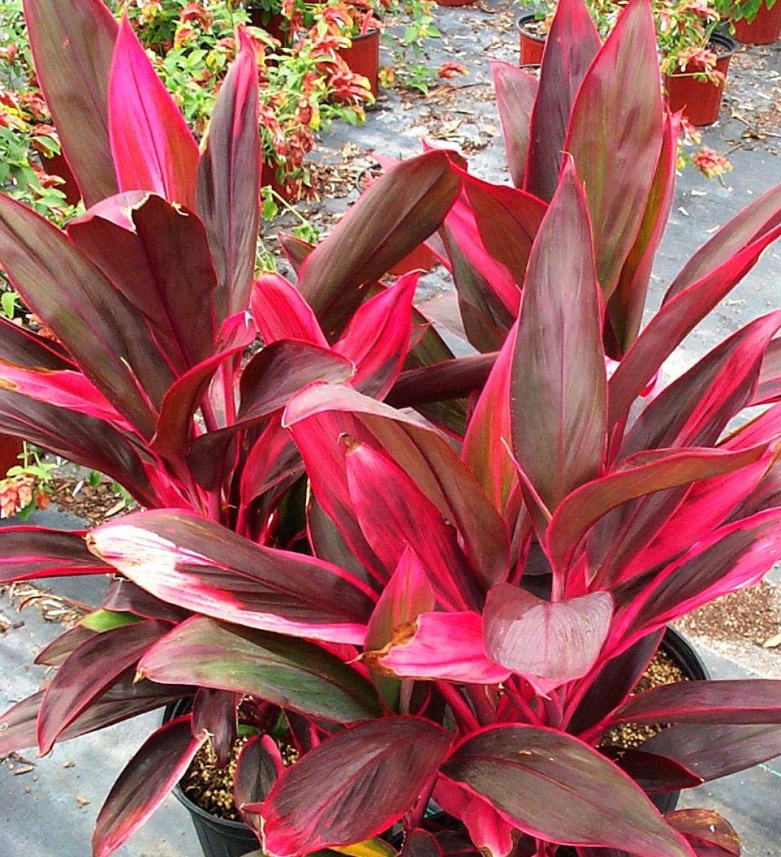 black raven zz plant price Zamioculcas zamiifolia 4in Raven ZZ Plant