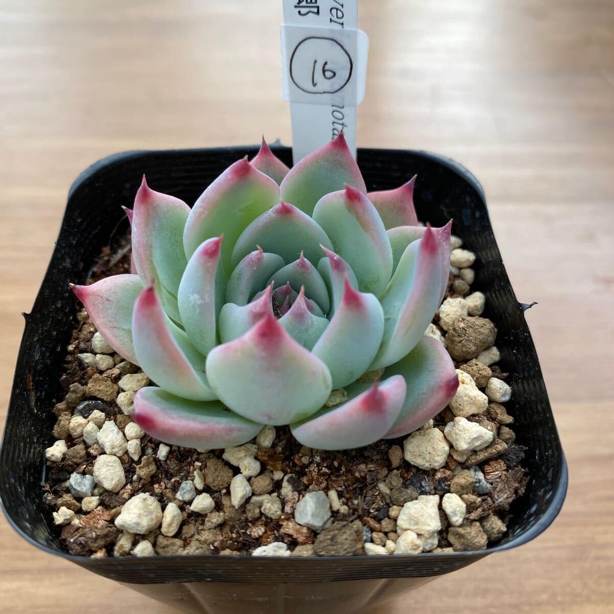 Amazon.co.jp: 多肉植物 エケベリア 桃太郎16 抜き苗 : DIY・工具