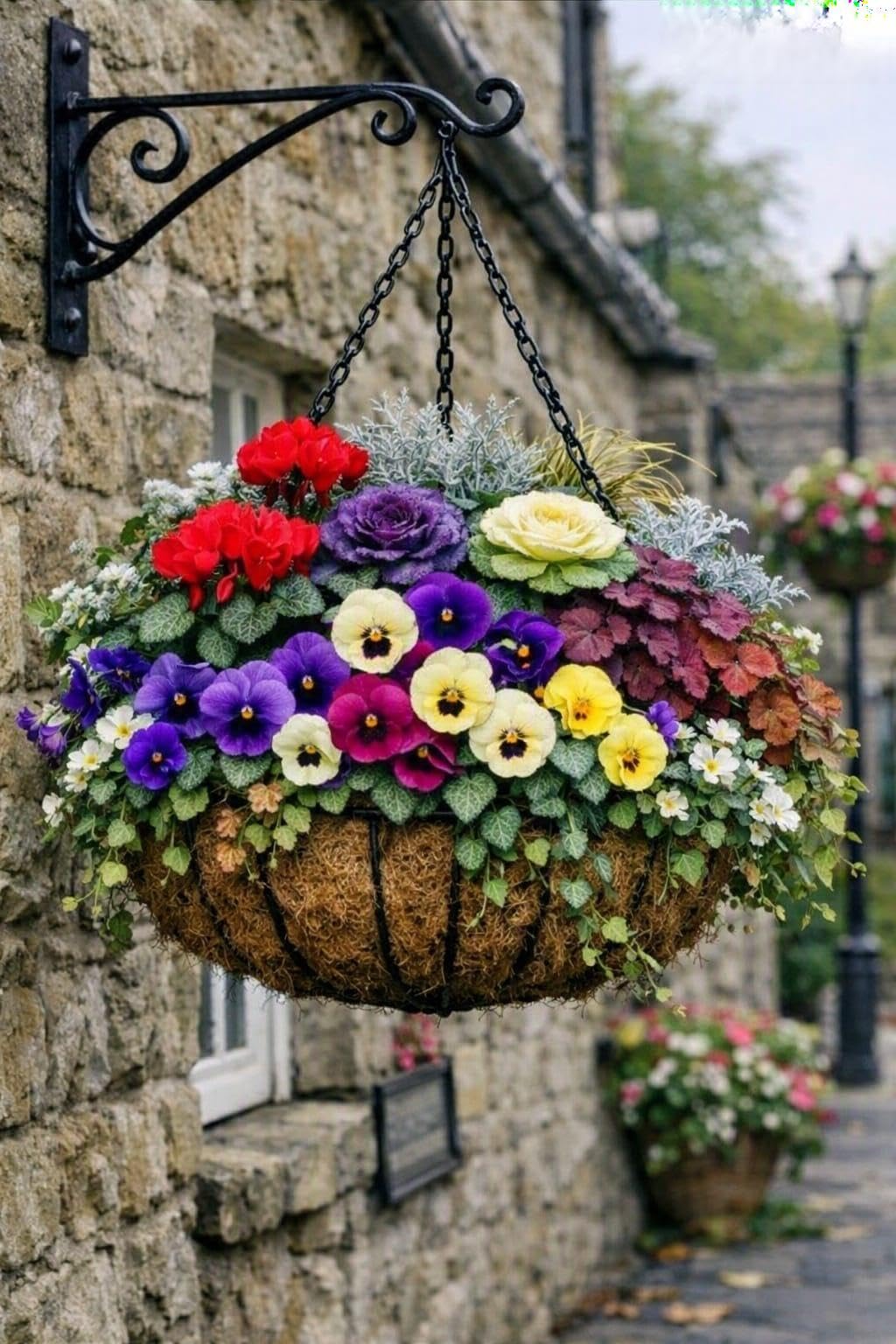 6 x Mixed Hardy Winter Bedding Plants – Seasonal Garden Colour Assortment – Outdoor Flowering Plants for Pots, Borders, Hanging Baskets & Containers