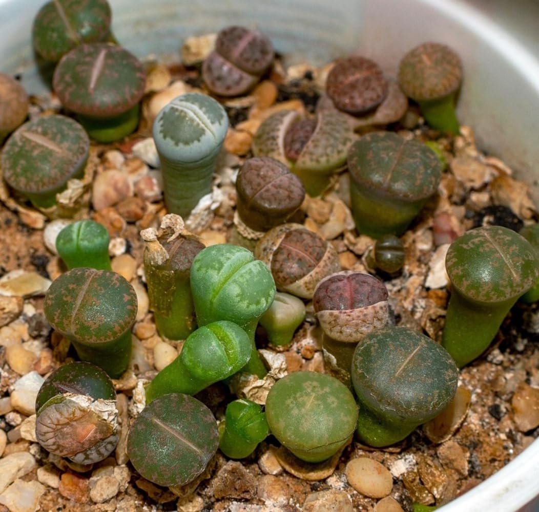 Pack de 3 Plantas Crasa Lithops, en maceta de 6 cm. Cactus piedra, piedra viviente, piedra viva. Suculenta con hojas que simulan rocas. Segura Garden.